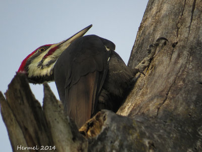 Grand Pic - Pileated Woodpecker