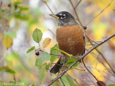 Merle d'Amérique - American Robin