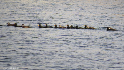 Macreuse à bec jaune - Black Scoter