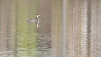 Grèbe jougris - Red-nccked Grebe