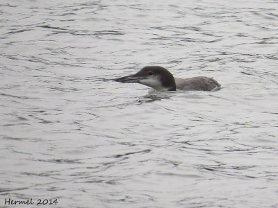Plongeon huard - Common Loon