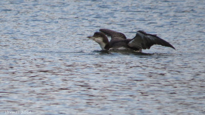 Plongeon huard - Common Loon