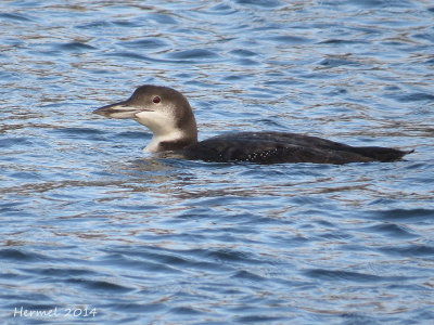 Plongeon huard - Common Loon