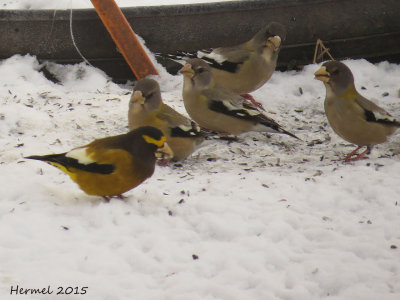 Gros-bec errant - Evening Grosbeak