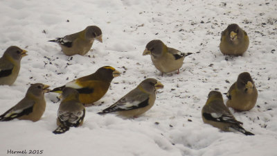 Gros-bec errant - Evening Grosbeak