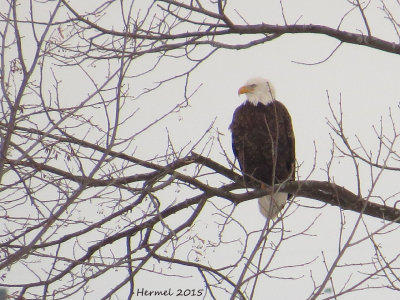 Pygargue à tête blanche - Bald Eagle-