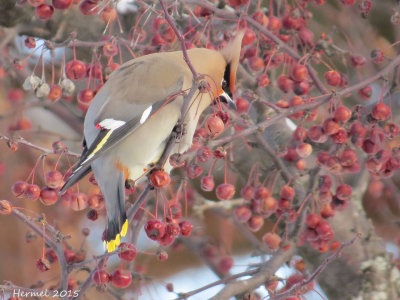 Jaseur boréal - Bohemian Waxwing