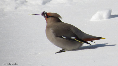 Jaseur boral - Bohemian Waxwing