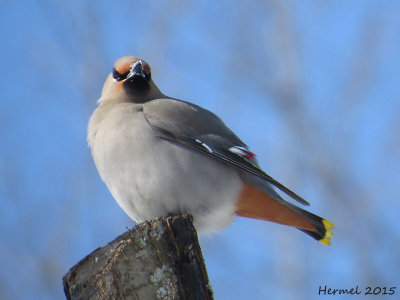 Jaseur boral - Bohemian Waxwing