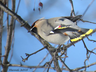 Jaseur boral - Bohemian Waxwing