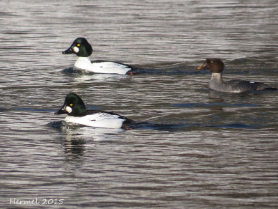 Garrot à oeil d'or - Common Goldeneye