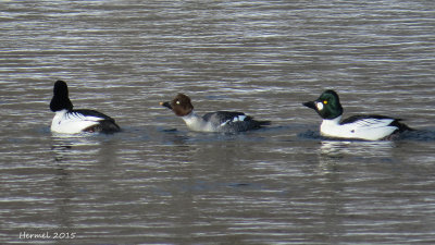 Garrot à oeil d'or - Common Goldeneye