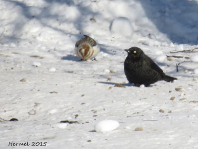 Quiscale rouilleux- Plectrophane des neiges/ Rusty Blackbird- Snow Bunting