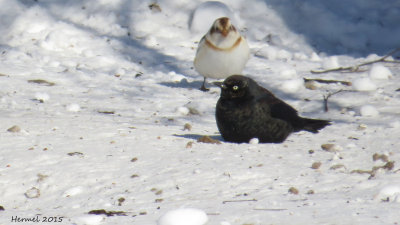 Quiscale rouilleux- Plectrophane des neiges/ Rusty Blackbird- Snow Bunting