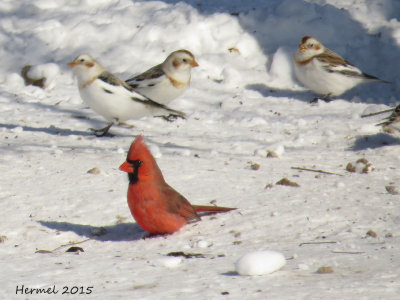 Cardinal rouge-Plectrophane des neiges/ Northern Cardinal-Snow Bunting