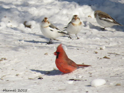 Cardinal rouge-Plectrophane des neiges/ Northern Cardinal-Snow Bunting