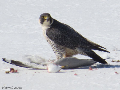 Faucon plerin - Peregrine Falcon