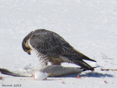 Faucon plerin - Peregrine Falcon