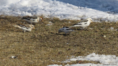 Plectrophane des neiges - Snow Bunting