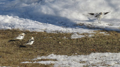 Plectrophane des neiges - Snow Bunting