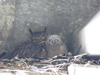 Grand duc d'Amrique - Great Horned Owl