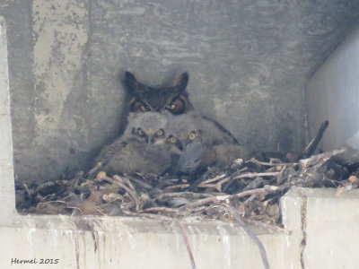 Grand duc d'Amrique - Great Horned Owl