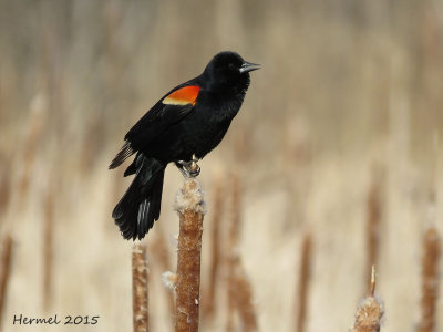 Carouge  paulettes - Red-winged Blackbird