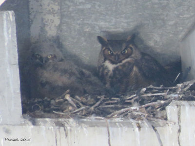 Grand duc d'Amérique - Great Horned Owl