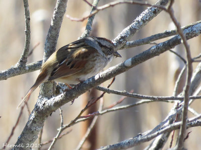 Bruant des marais - Swamp Sparrow