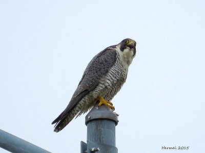 Faucon plerin - Perigrine Falcon