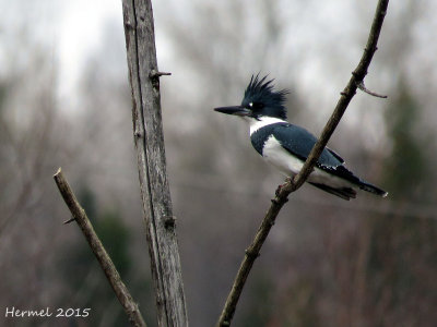 Martin-pcheur - Belted Kingfisher