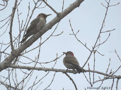 Pic flamboyant - Northern Flicker