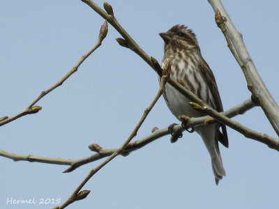 Roselin pourpr - Purple Finch