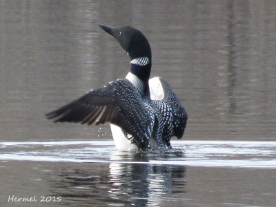 Plongeon huard - Common Loon