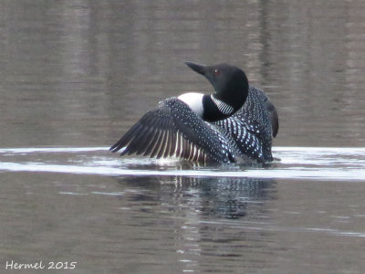 Plongeon huard - Common Loon