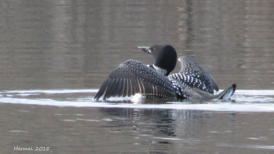 Plongeon huard - Common Loon