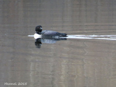 Plongeons huard - Common Loon