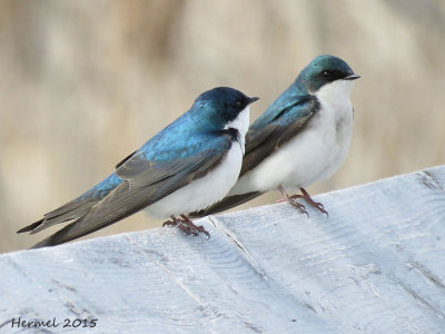 Hirondelle bicolore - Tree Swallow