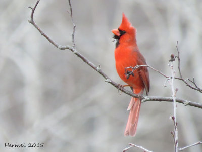 Cardinal rouge - Northern Cardinal