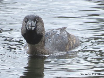 Grèbe à bec bigarré - Pied-billed Grebe