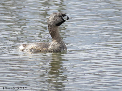 Grbe  bec bigarr - Pied-billed Grebe