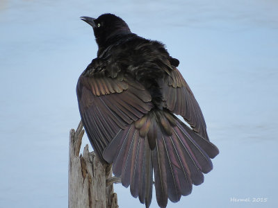 Quiscale bronz - Common Grackle 