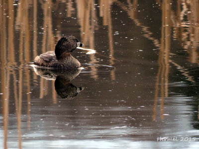 Grbe  bec bigarr - Pied-billed Grebe