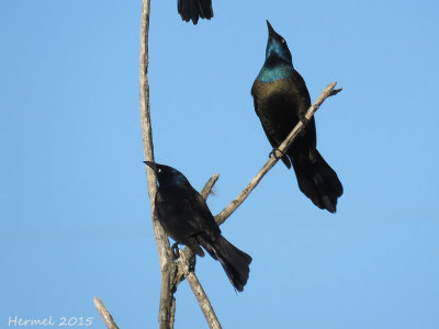 Quiscale bronz - Common Grackle 