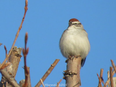 Bruant familier - Chipping Sparrow