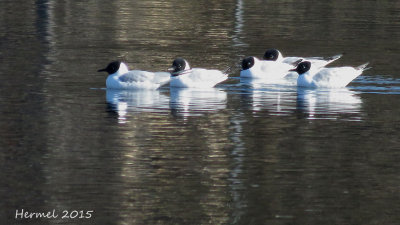 Mouette de Bonaparte - Bonaparte's Gull