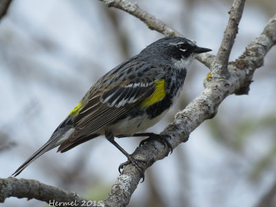 Paruline  croupion jaune - Yellow-rumped Warbler