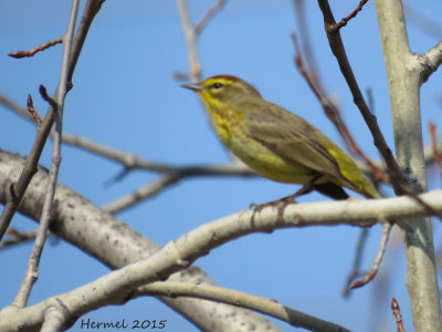 Paruline  couronne rousse - Palm Warbler