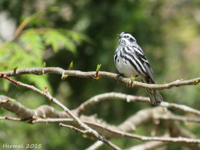 Paruline noir et blanc - Black and white Warbler