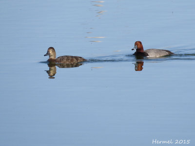 Fuligule  tte rouge - Redhead